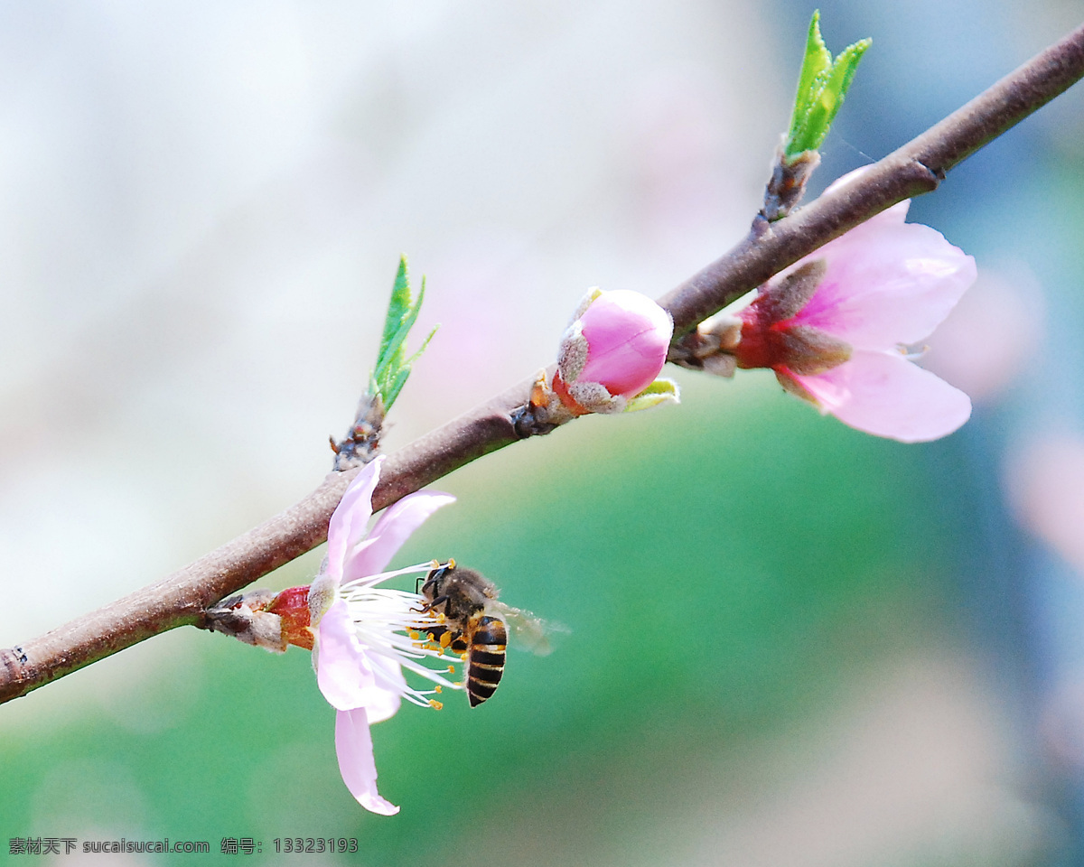 采 蜜 春天 飞舞 昆虫 蜜蜂 生物世界 桃花 采蜜