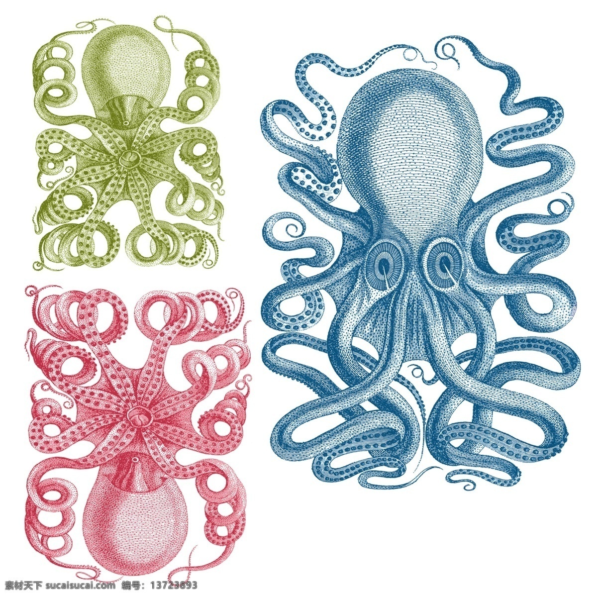 三 种 颜色 章鱼 海洋生物 位图 t恤印花 图案印花 印花