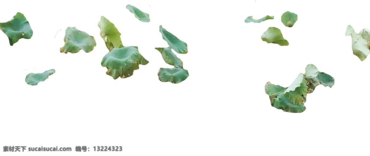 千姿百态 荷叶 美丽 像蒲扇 草本植物 翠绿 像大伞 像帽子 风姿妩媚 含笑迎风 碧叶亭亭 争艳
