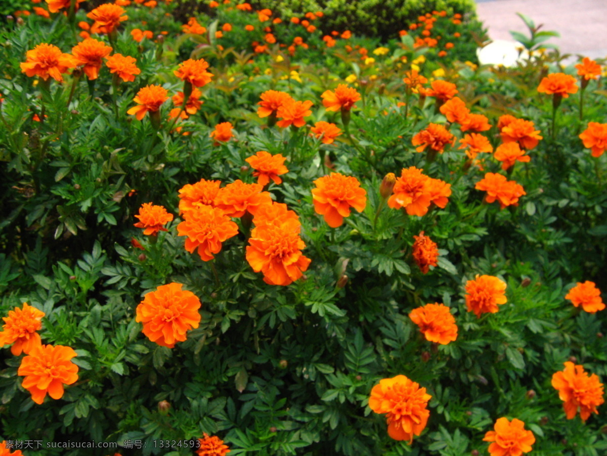 孔雀草 绿叶 橙色 花花世界 花朵 花草 生物世界
