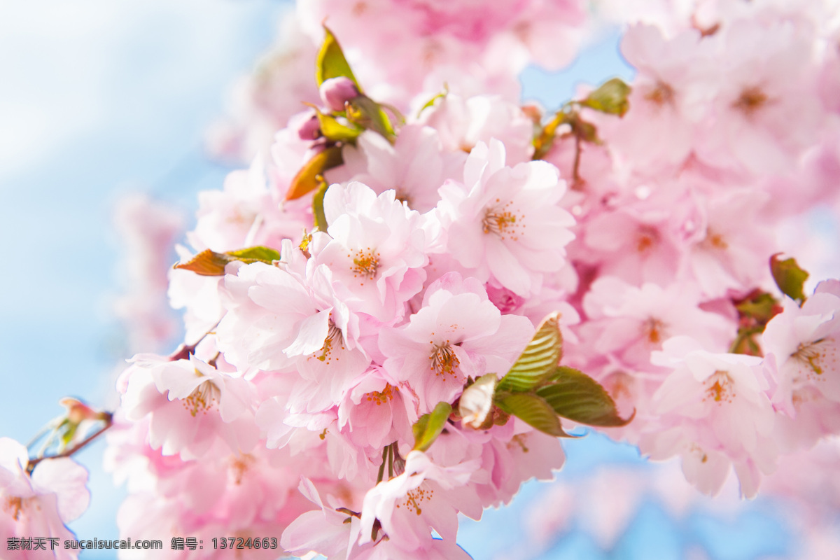 樱花 唯美花朵 日本樱花 春天 花草美景 浪漫樱花 绿色 生物世界 花草
