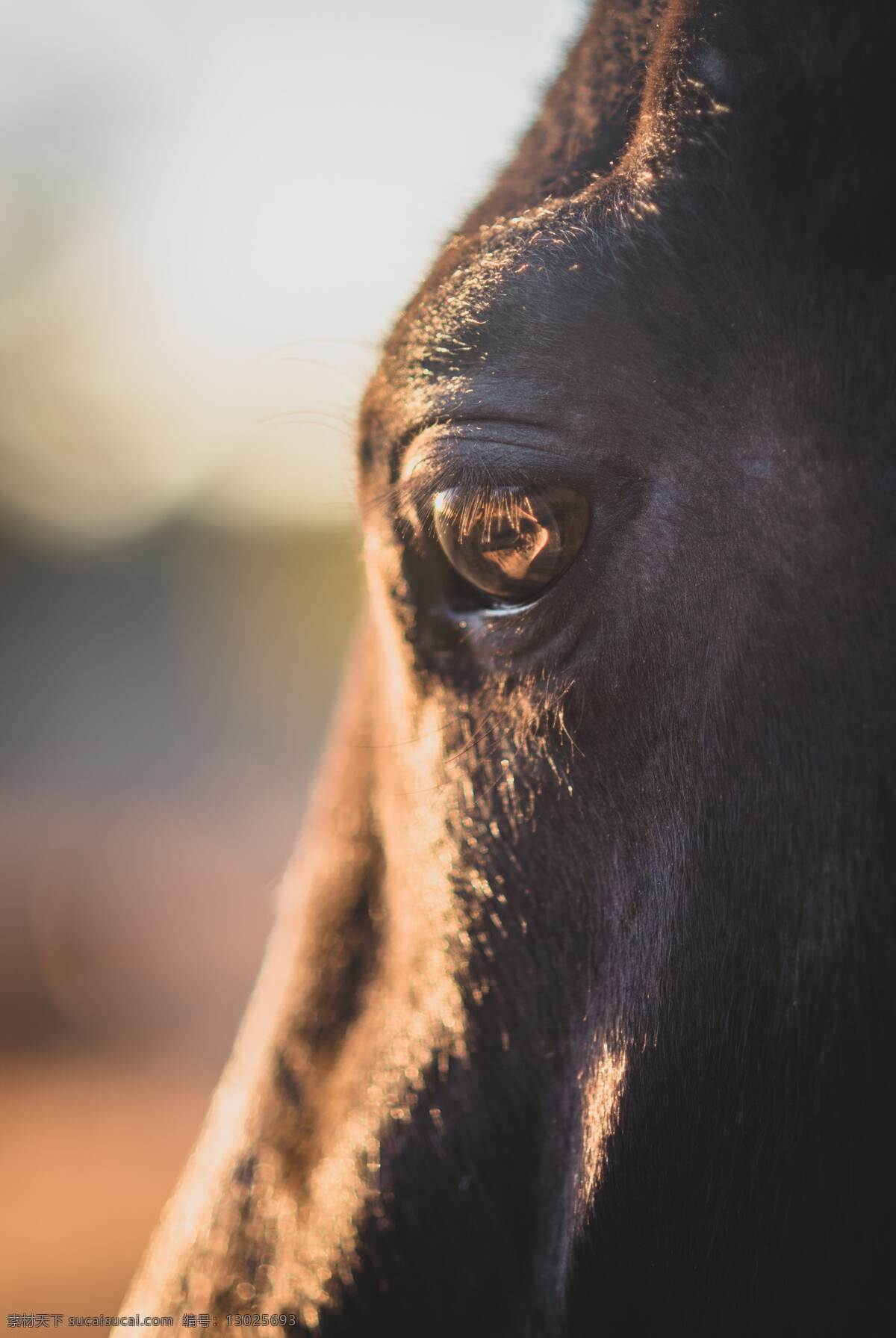 马的眼睛 马 眼睛 马眼 小马 动物 哺乳动物 生物世界 家禽家畜