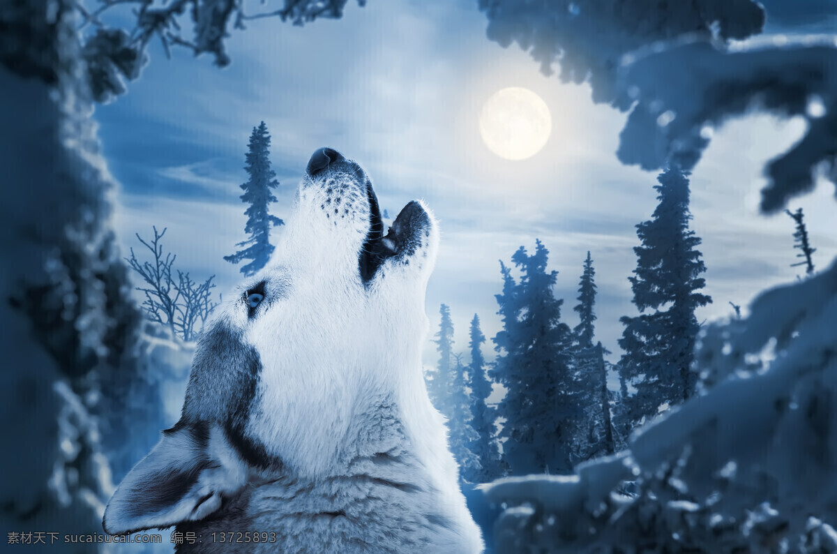 雪山 里 狼 动物 高清 冬天 狼特写 雪地 野狼 野生动物 动物世界 动物摄影 陆地动物 动物图片 蓝色