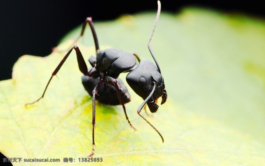 大蚂蚁图片 蚁 玄驹 昆蜉 蚍蜉蚂 蚂蚁 大蚂蚁 巨型蚂蚁 自然界 昆虫 生物世界