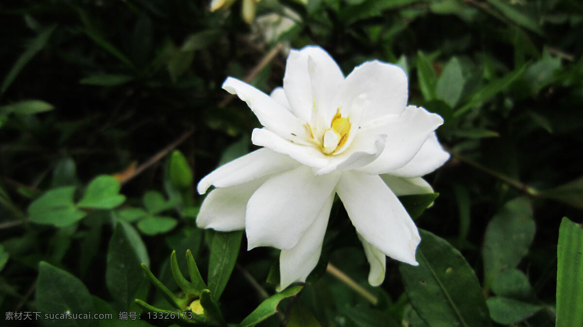 栀子花 白色花 黄色花心 花蕾 绿叶 花草 生物世界