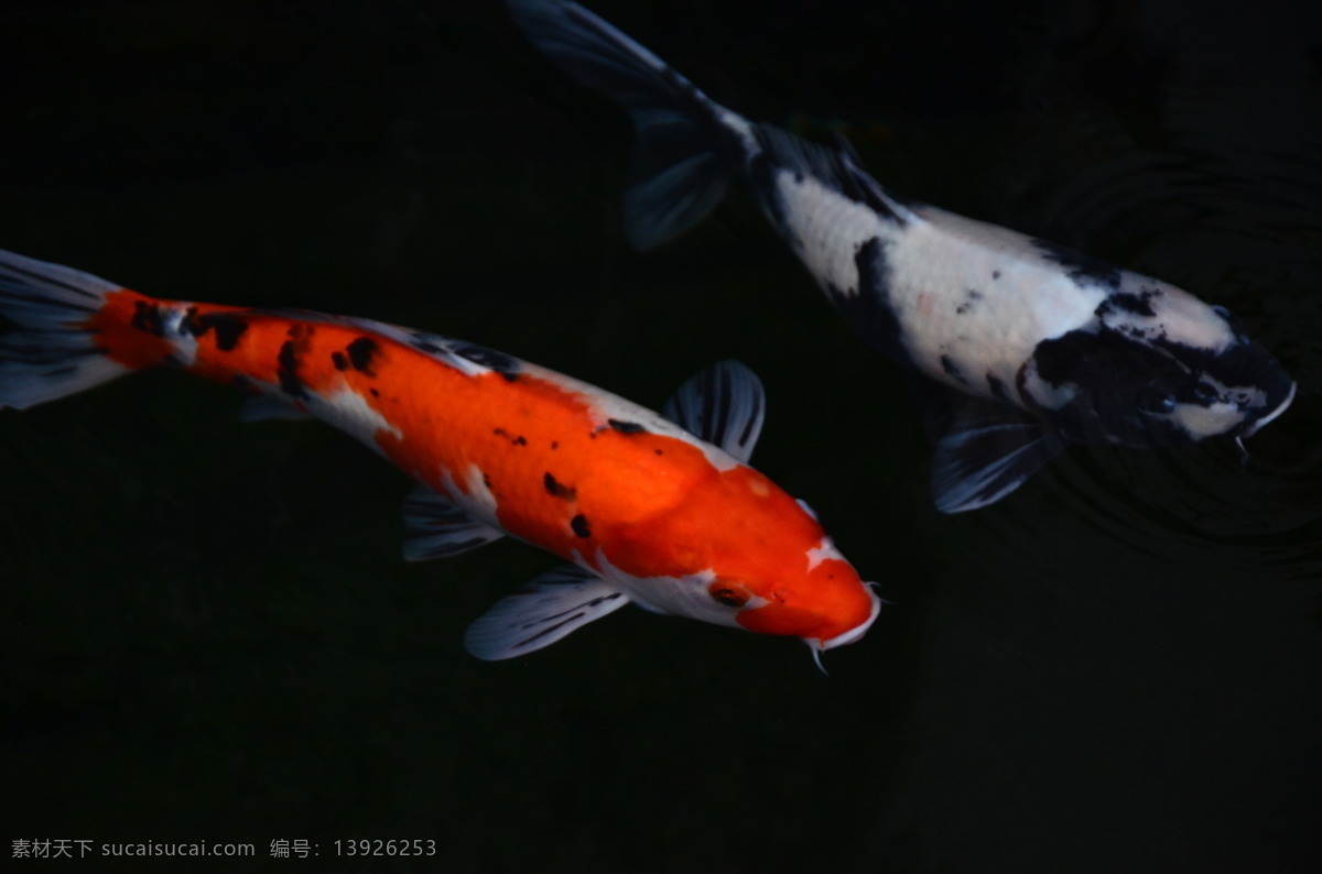 鲤鱼 生物世界 鱼类 观赏鱼 花斑鲤鱼 黑色鲤鱼 红色鲤鱼