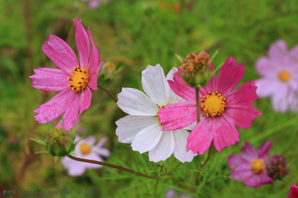 西藏 格桑 花 高清 格桑花 美丽格桑 格桑梅朵 藏花 红花