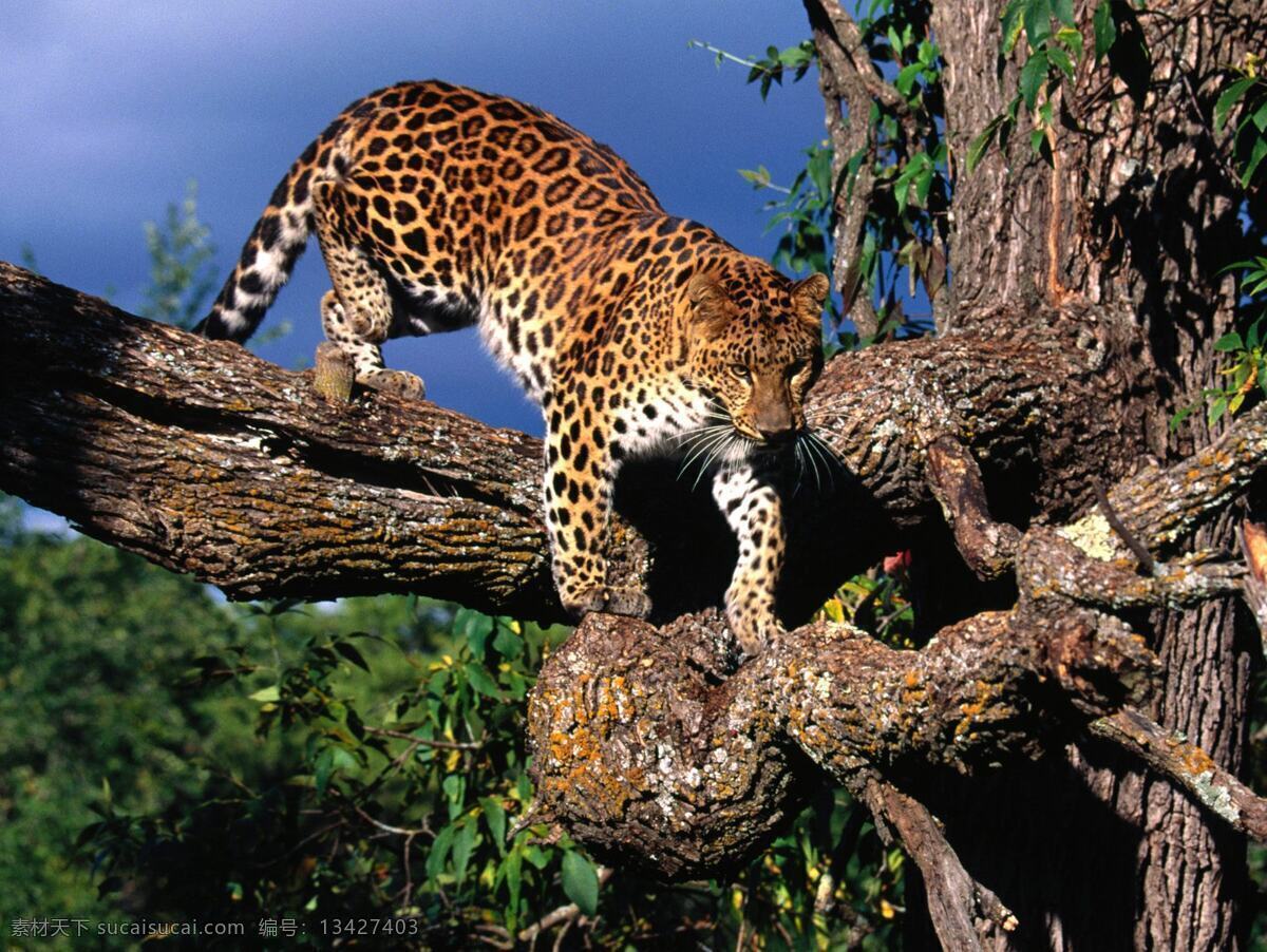 野生动物豹子 野生动物 豹子 猎豹 动物 生物世界