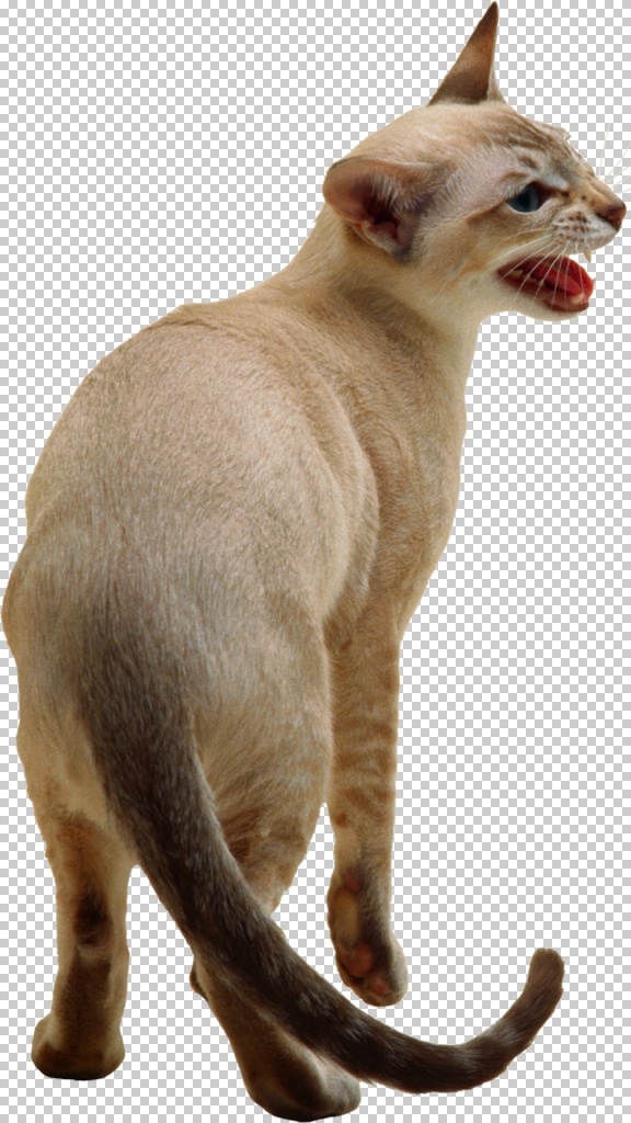 猫图片 猫 小猫 大猫 白猫 黑猫 花猫 橘猫 土猫 家猫 野猫 猫咪 小猫咪 宠物猫 三花猫 暹罗猫 布偶猫 折耳猫 短毛猫 波斯猫 缅因猫 奶牛猫 狸花猫 短尾猫 png图 透明图 免扣图 透明背景 透明底 抠图 生物世界 家禽家畜