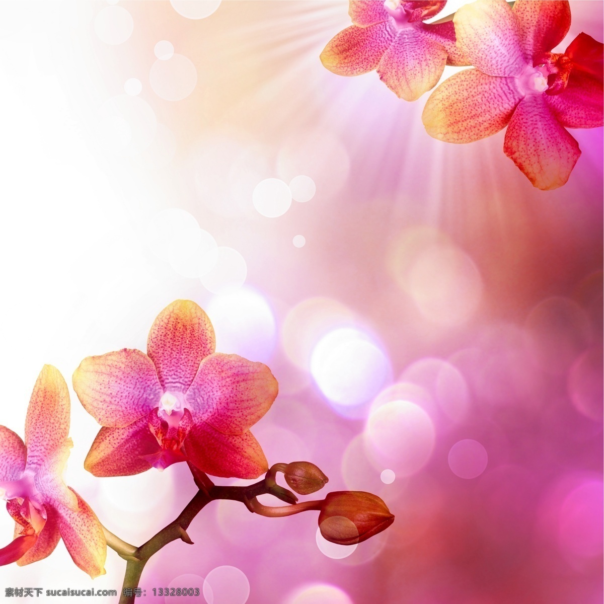 唯美 吊顶 吊顶图库素材 吊顶灯 花朵 室内装饰 吊顶图案 大自然 花卉