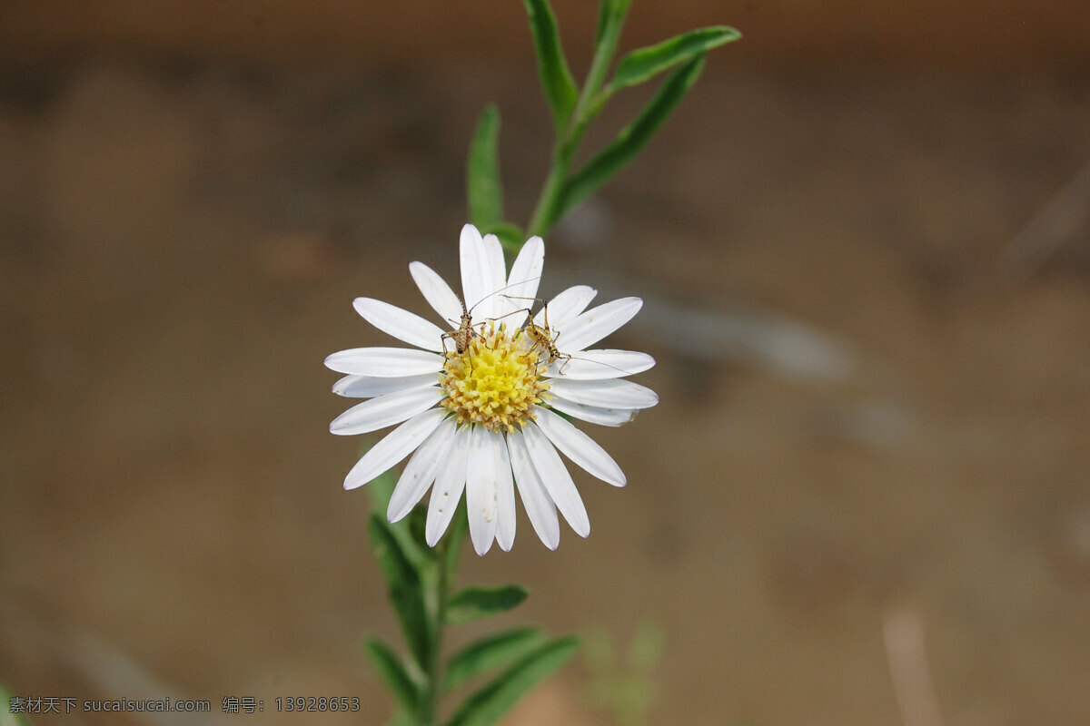 雏 菊 雏菊 花草 蚂蚱 生物世界 小昆虫 蟋蟀