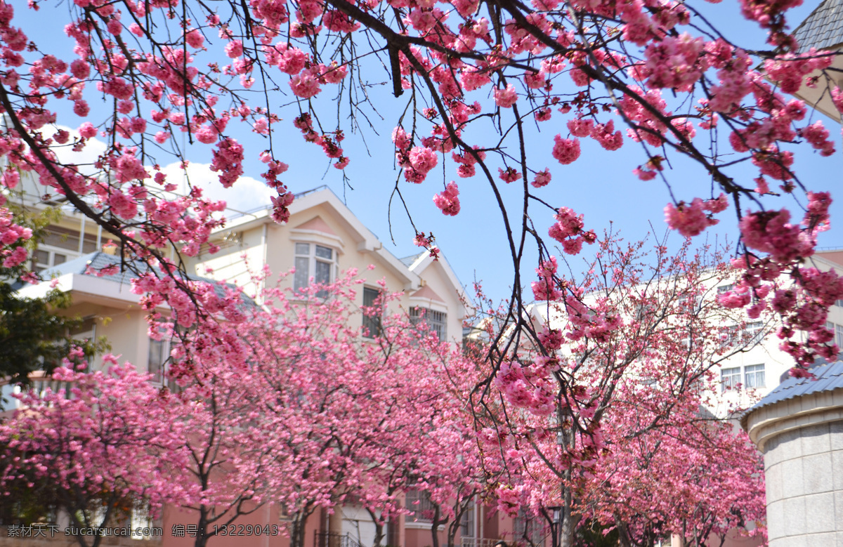 樱花图片 摄影图 樱花 大理 小区 粉色樱花 自然景观 自然风景