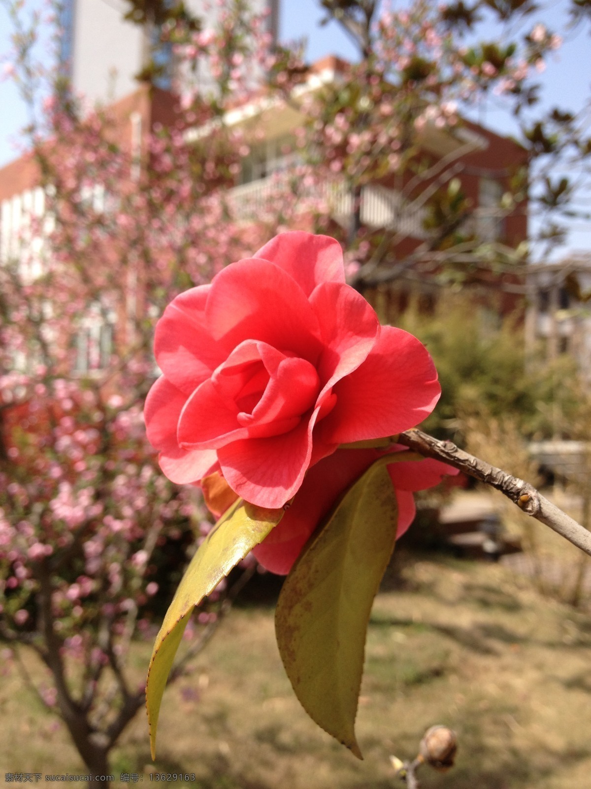 油 茶花 别墅 春天 海棠 红色 花草 生物世界 阳光 油茶花