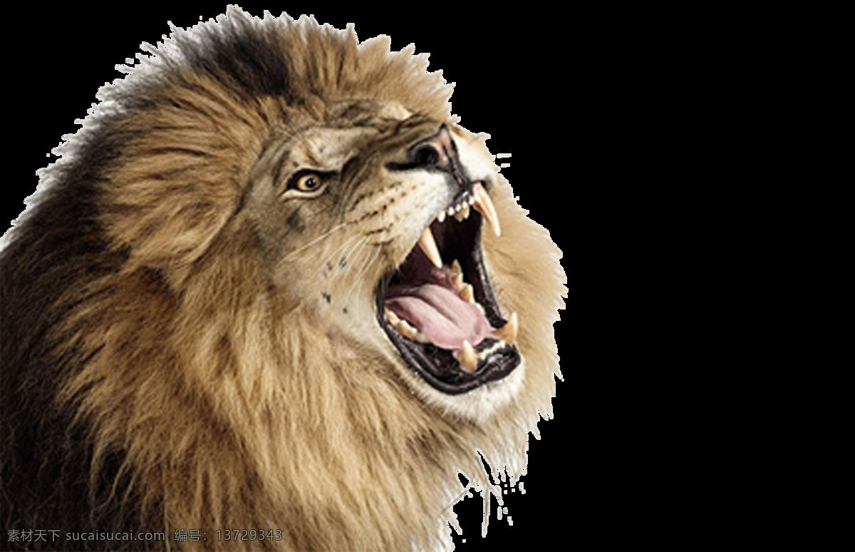 凶恶 狮子 头像 免 抠 透明 非洲狮子 凶恶的狮子 野生动物