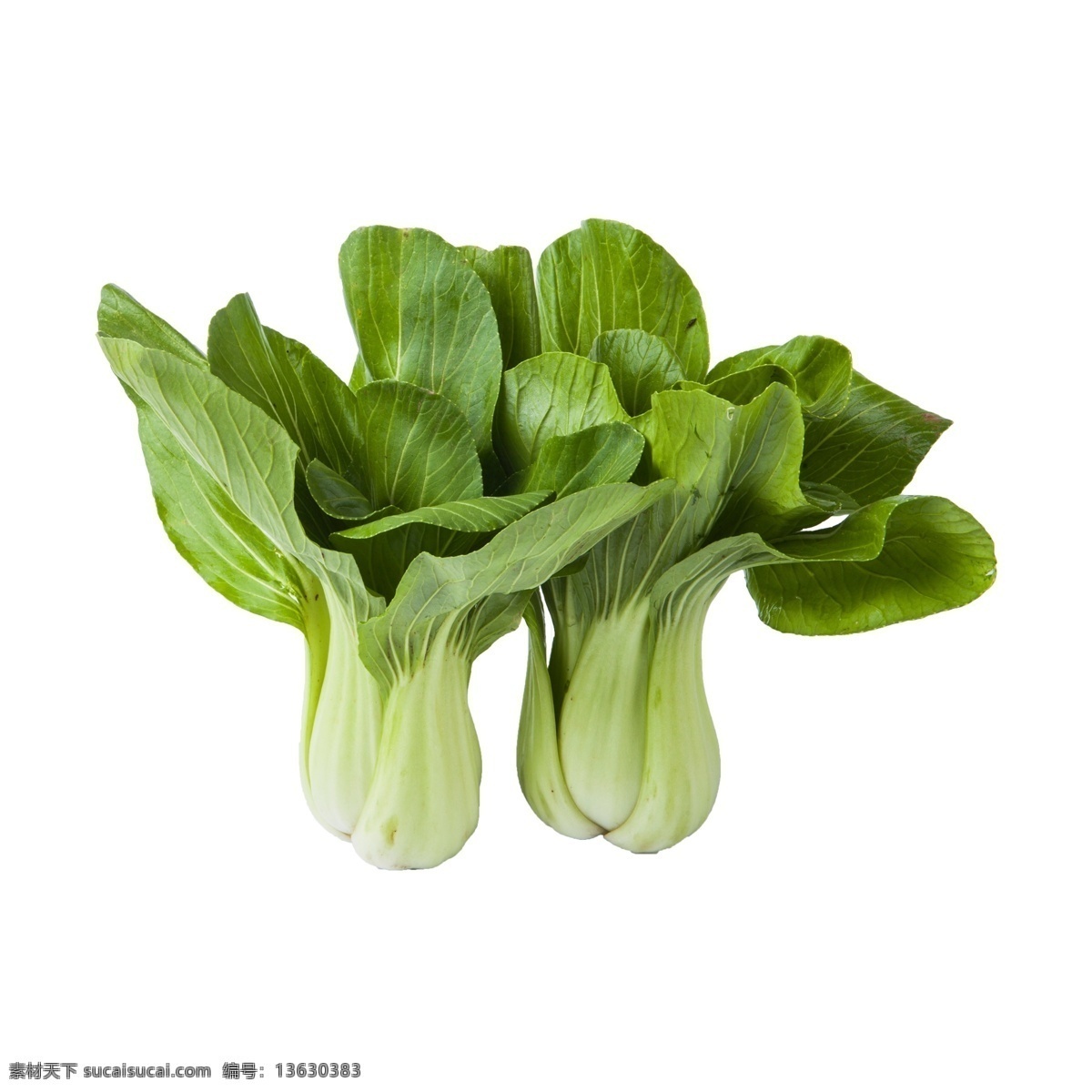 青菜 免 抠 有营养的青菜 两棵青菜免抠 绿色食品 绿叶菜 小青菜 好吃的蔬菜 蔬菜 两棵青菜