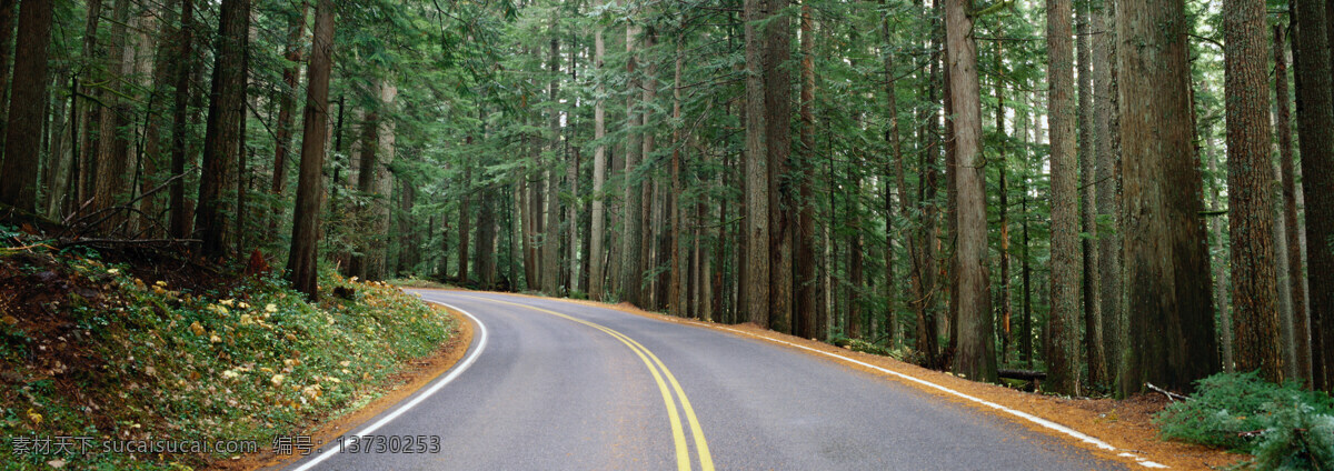 公路 旅游 高速路 森林 大树 树林 林荫大道 美景 风光 景观 景色 风景 国外旅游摄影 国外旅游 旅游摄影