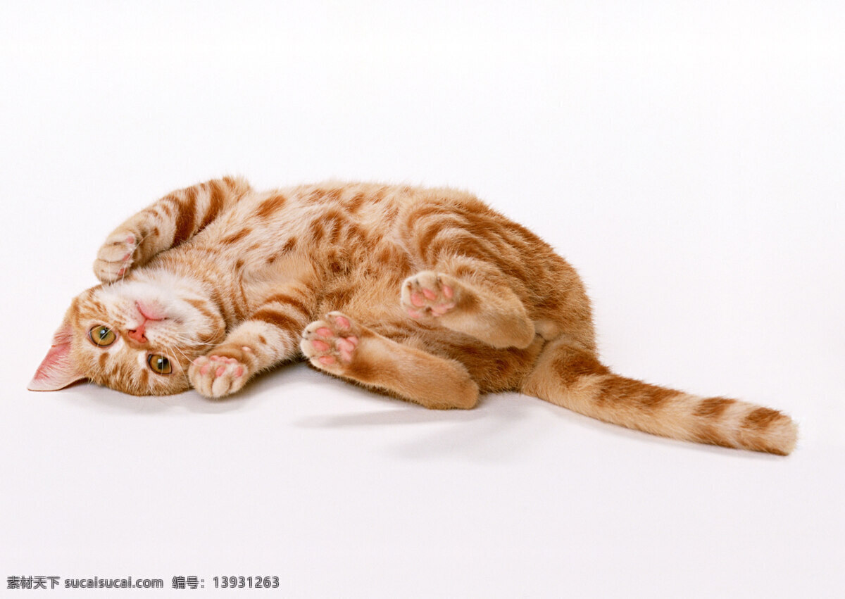 猫咪 猫猫 小猫 花猫 宠物 小动物 生物世界 家禽家畜