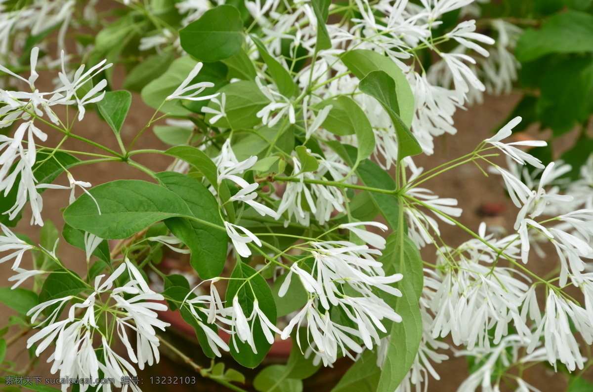 花草 花卉 盆栽 生物世界 流苏树花 流苏树 萝卜丝花 糯米花 油公子 四月雪 木犀科 流 苏树 属 复 聚伞花序 顶 生 花冠白色 花数朵 花卉系列 psd源文件