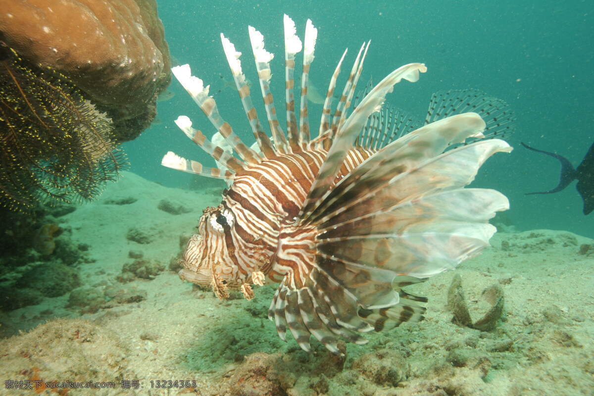 海底世界 海底 鱼 大海 观赏鱼 珊瑚 鱼类 蓝海 生物世界