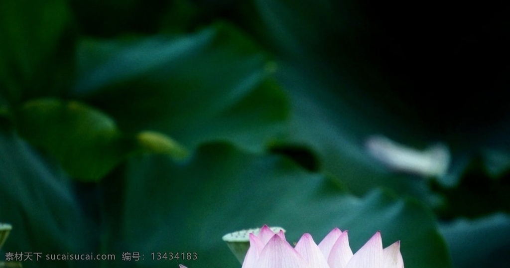 睡莲 荷花 莲藕 荷塘 荷花素材 荷花元素 荷花背景 荷花底纹 荷花摄影 荷叶 山水荷花 荷 荷素材 六月荷花 水墨荷花 莲花 莲花素材 莲花元素 采莲 彩莲 莲花背景 莲花底纹 莲子 荷花水墨 水彩荷花 荷花水彩 荷花工笔画 莲花工笔画 荷花荷叶 高清荷花 生物世界 花草