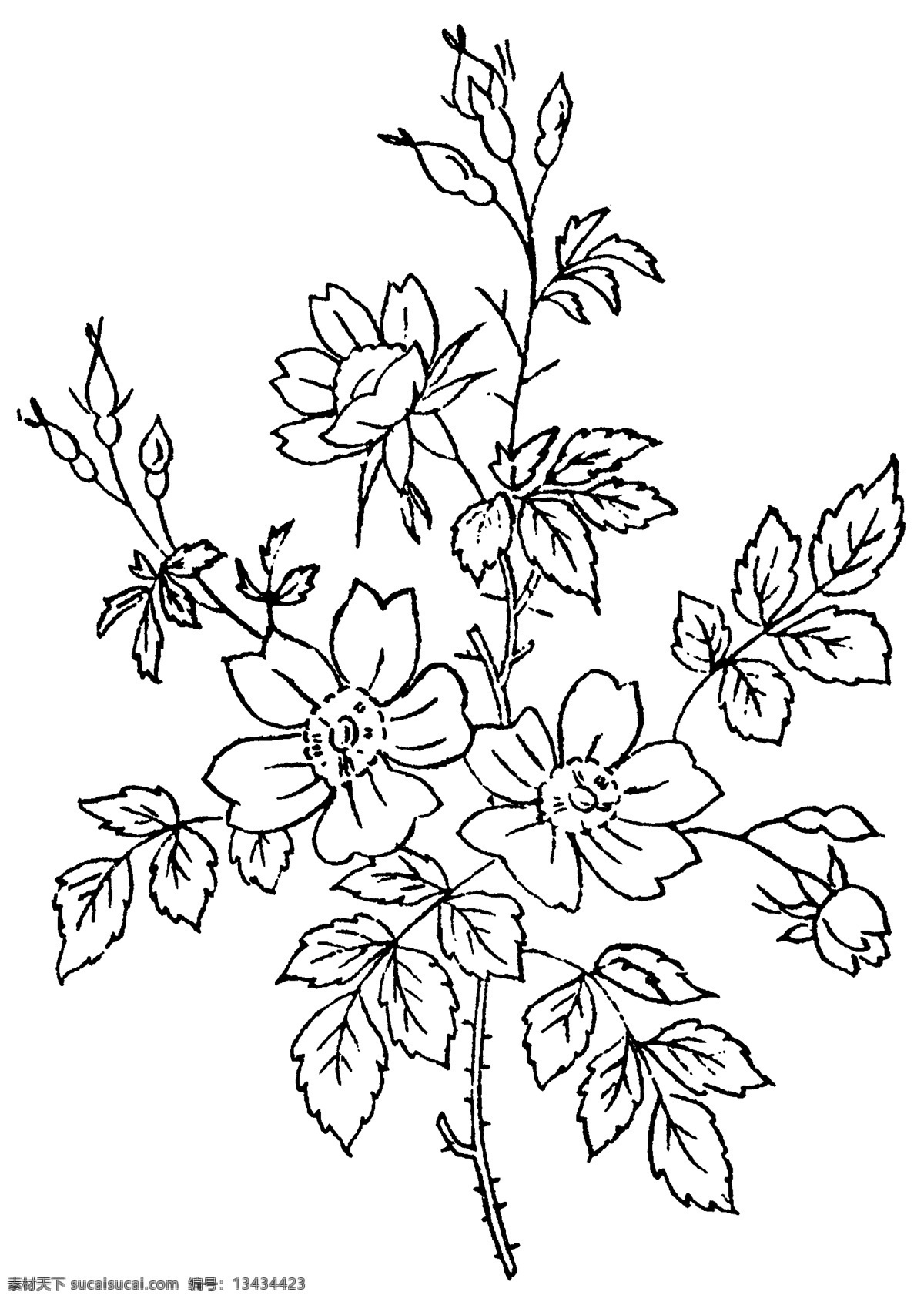 线描花1 线描花 底纹边框 花纹花边 花纹 矢量图库