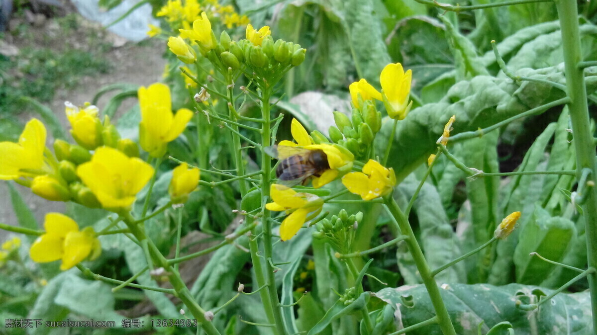 蜜蜂 采 蜜 菜花 昆虫 蜜蜂采蜜 生物世界 田园生活 蜜蜂与菜花 菜花上的蜜蜂