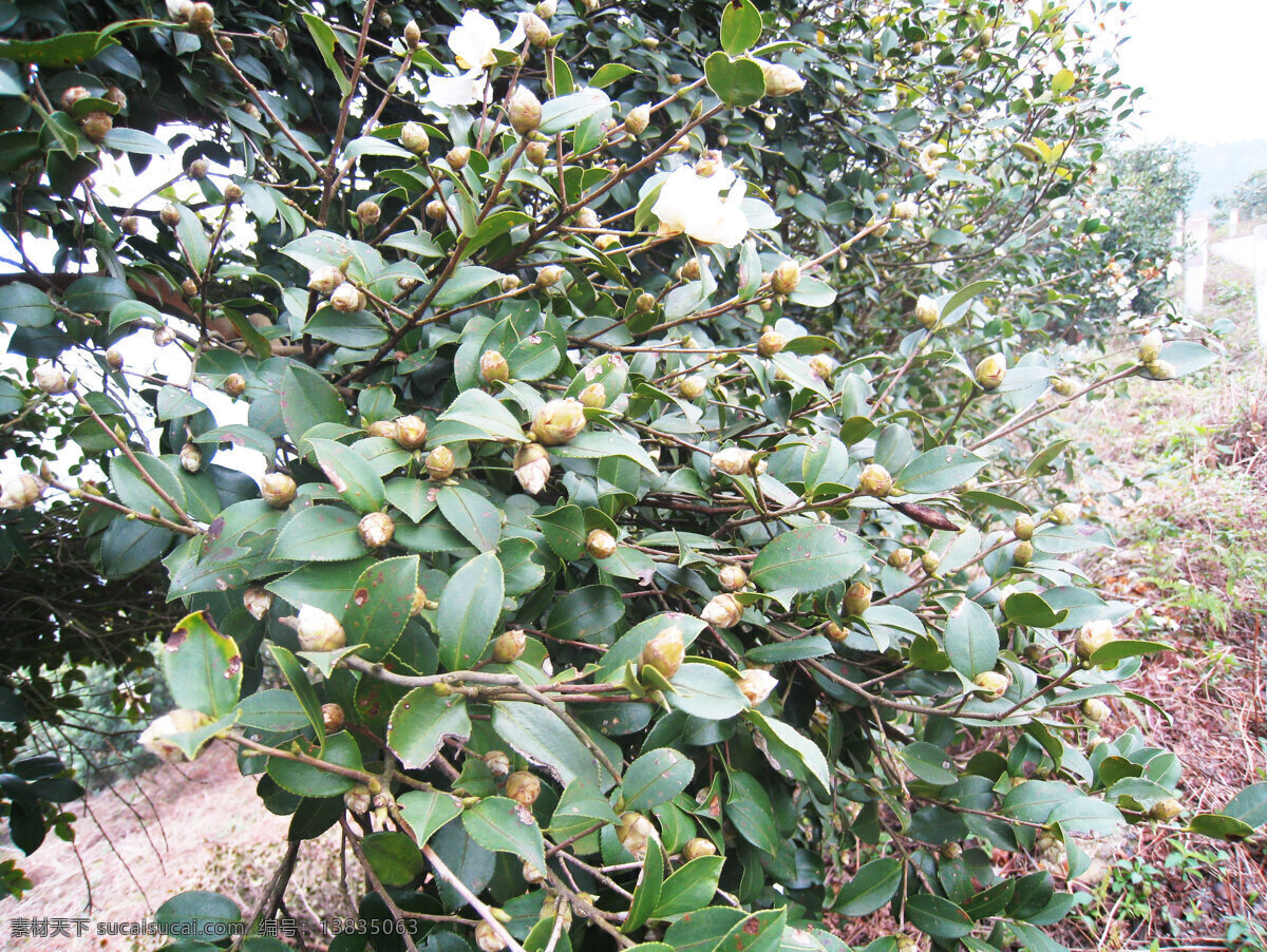 油茶花 油茶 茶子树 山茶油 茶油 茶花 茶林 茶子 花草 生物世界