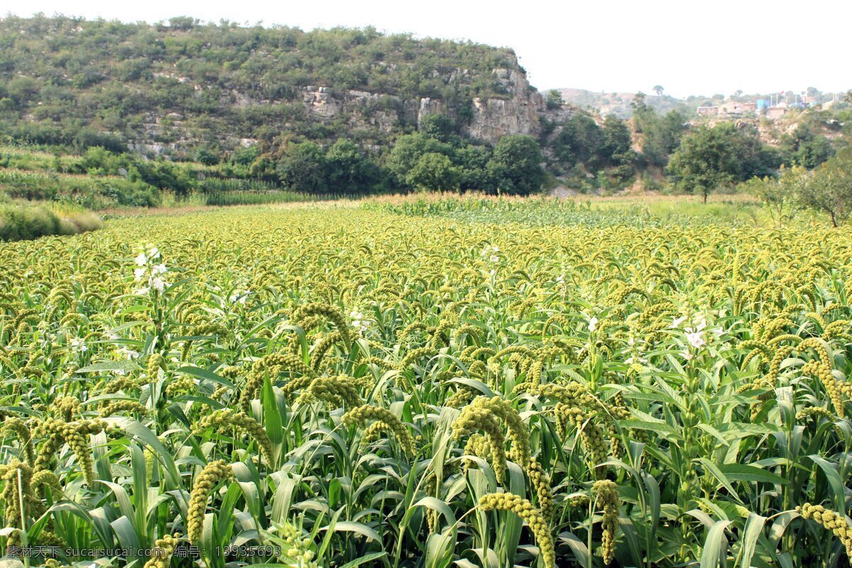 谷子 谷穗 庄家 自然生物 植物 绿色 花草 生物世界