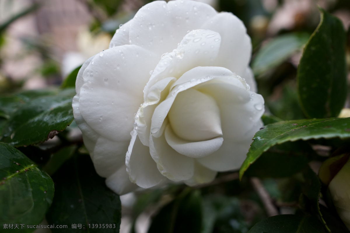 茶花 白茶花 白色 花 绿叶 花草 生物世界
