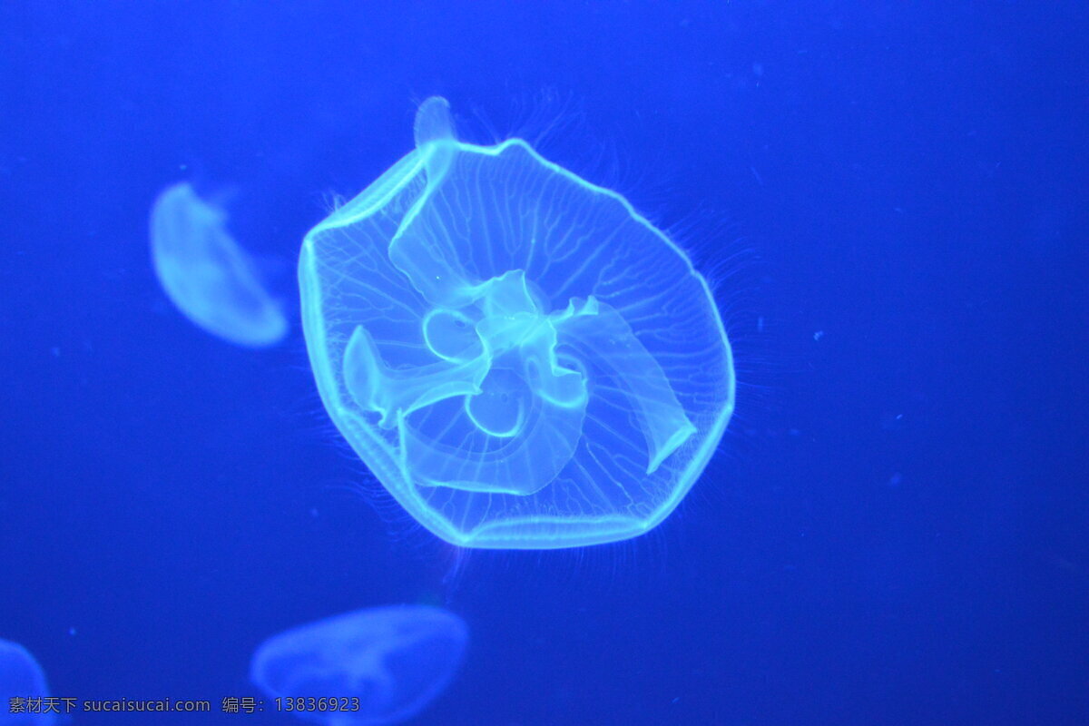 海洋馆 水母 透明 珠海横琴 透明水母 蓝光下的水母 生物世界 海洋生物