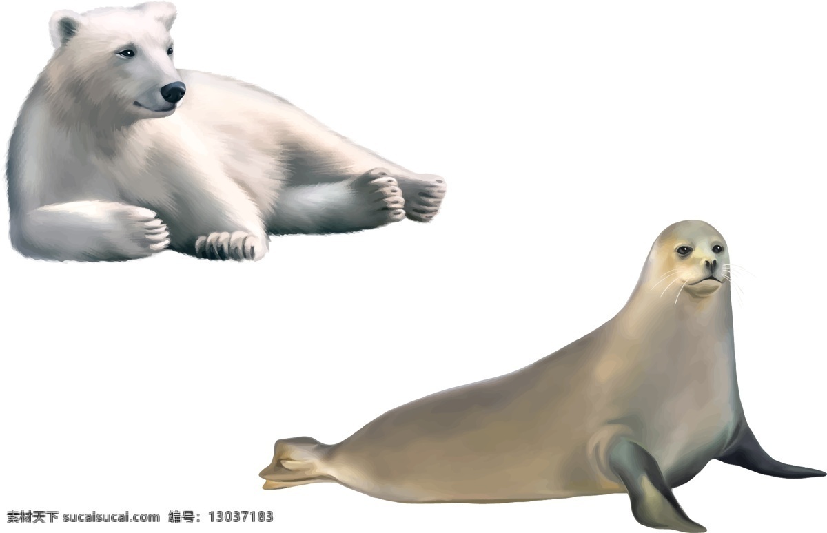 海豹 北极熊 海狮 野生动物 动物 保护动物 可爱动物 生物世界