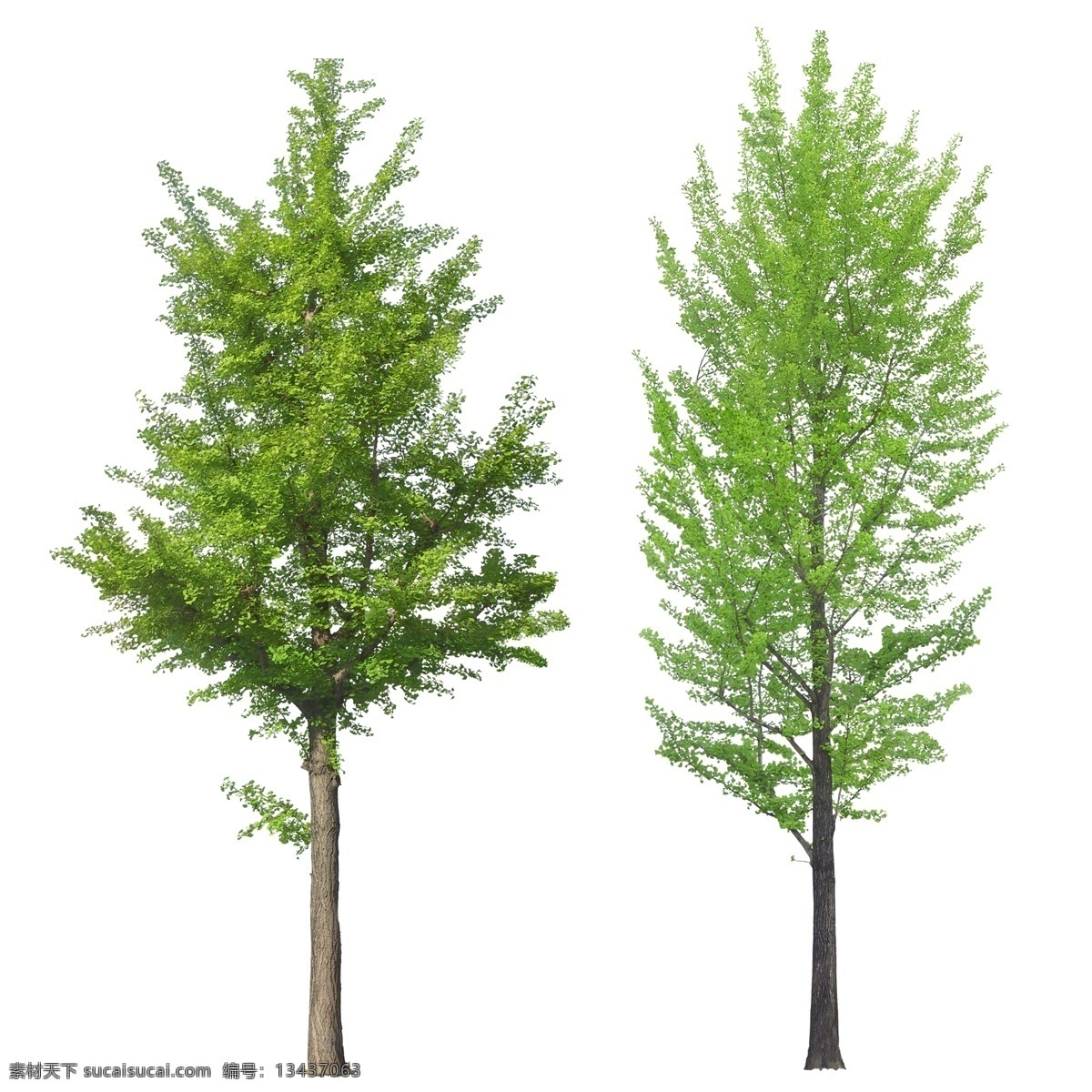 大树 树 松树 植物 绿色 树集合 单棵树 树素材 集合 枯树 各种树 自然景观 生物世界 背景分层 白色背景 分层 源文件