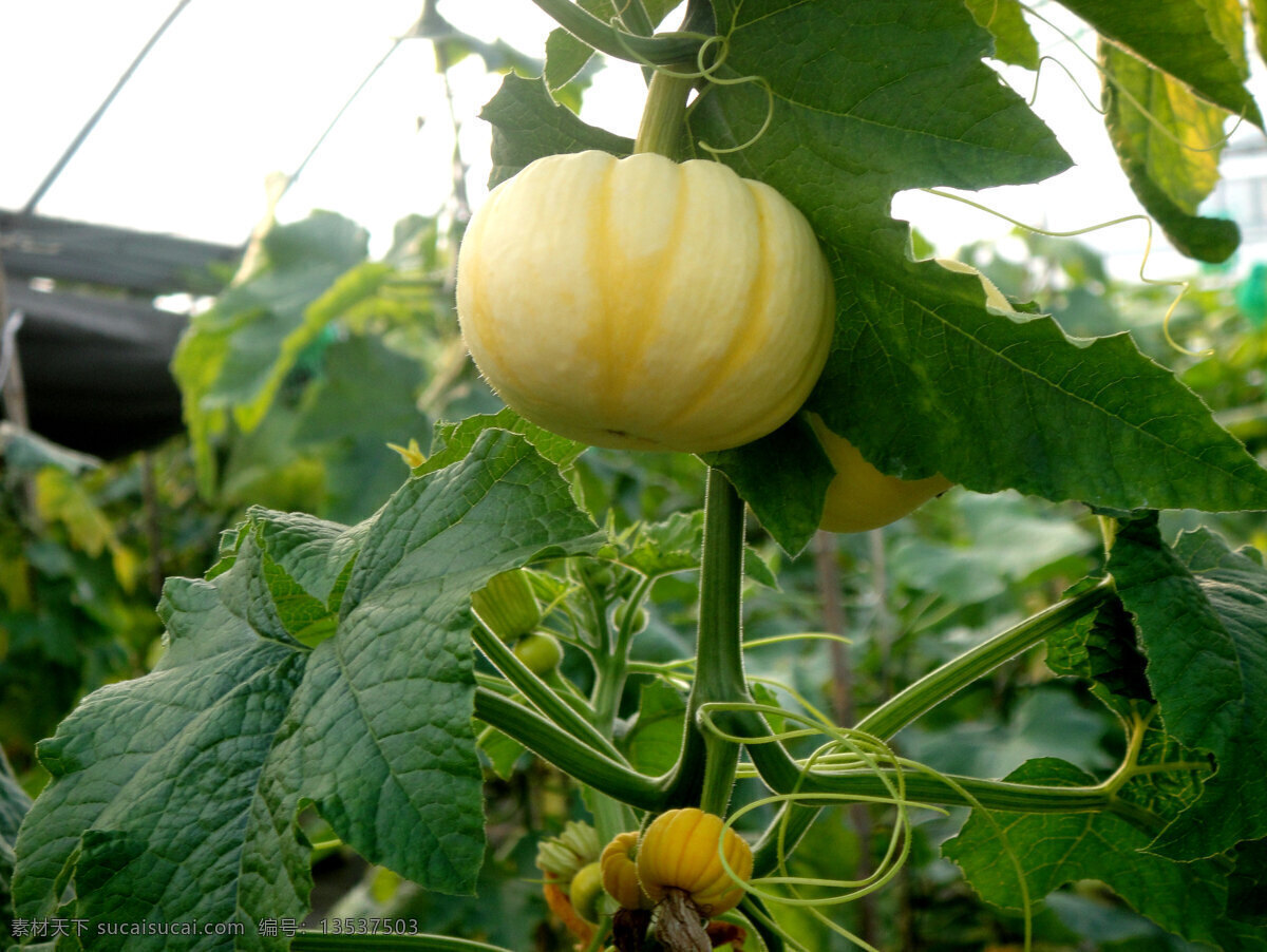 黄色 小 南瓜 生物世界 蔬菜 黄色小南瓜 小南瓜 大棚种植 生态管理 生态农场瓜果 风景 生活 旅游餐饮