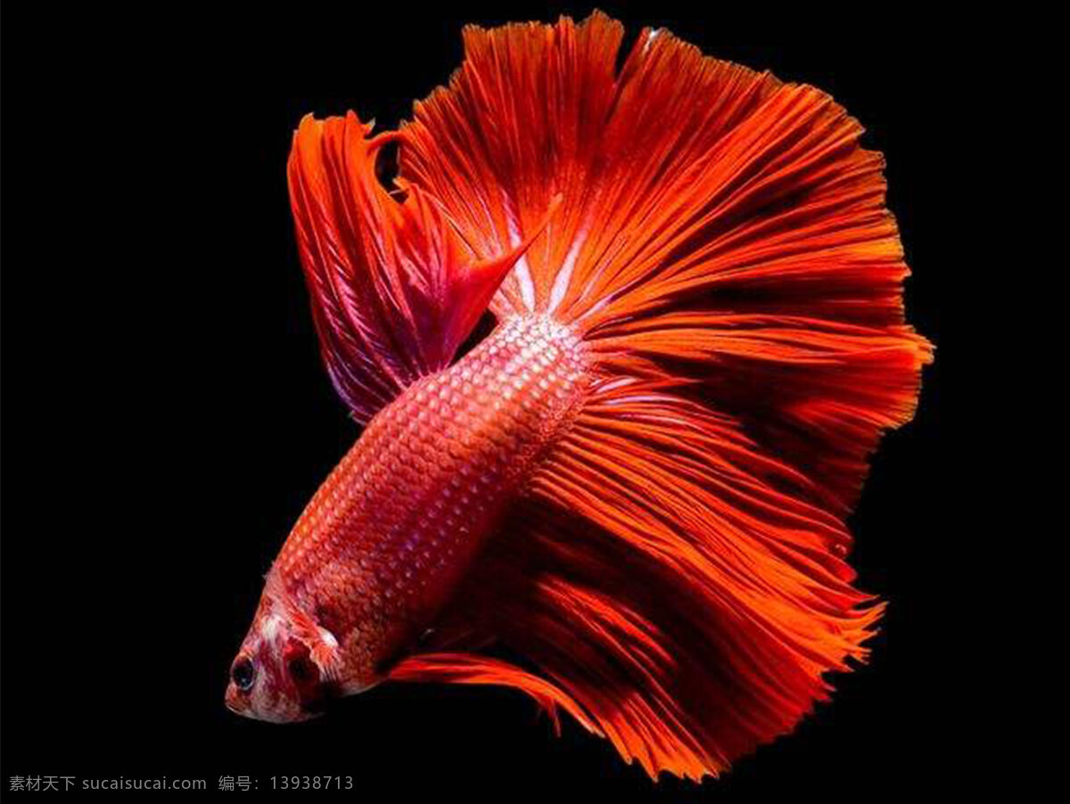 金鱼图片 金鱼 小金鱼 金色 橙色 动物