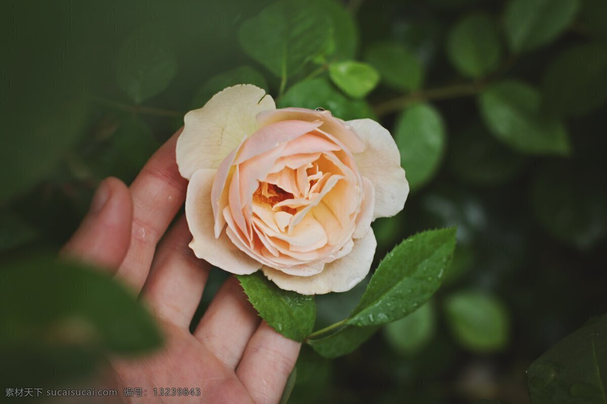 鲜花 鲜花背景 高清鲜花 花 花背景 唯美 唯美背景 花朵 玫瑰 rose 石榴花 芙蓉花 荷花 栀子花 山茶花 茶梅花 桃花 樱花 杏花 梨花 月季花 玫瑰花 茉莉花 蔷薇花 迎春花 海棠花 兰花 桂花 菊花 梅花 丁香花 金银花 凌霄花 水仙花 那些花儿 生物世界 花草