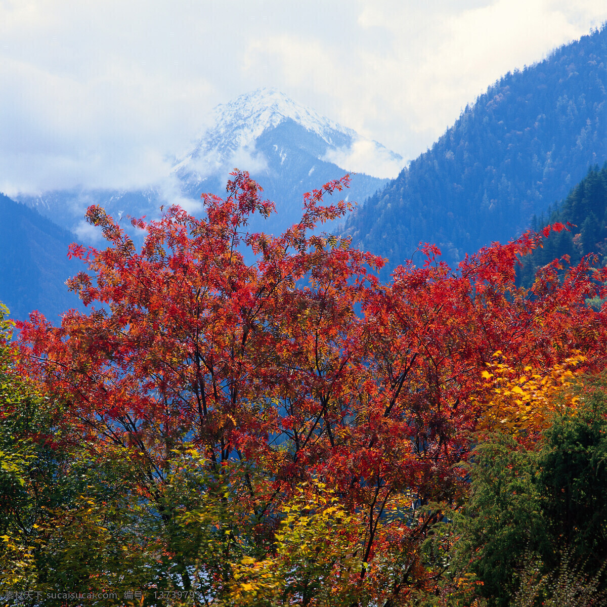 红色 枫叶 自然风景 风景 山水 景色 山川 山水风景 风景图片