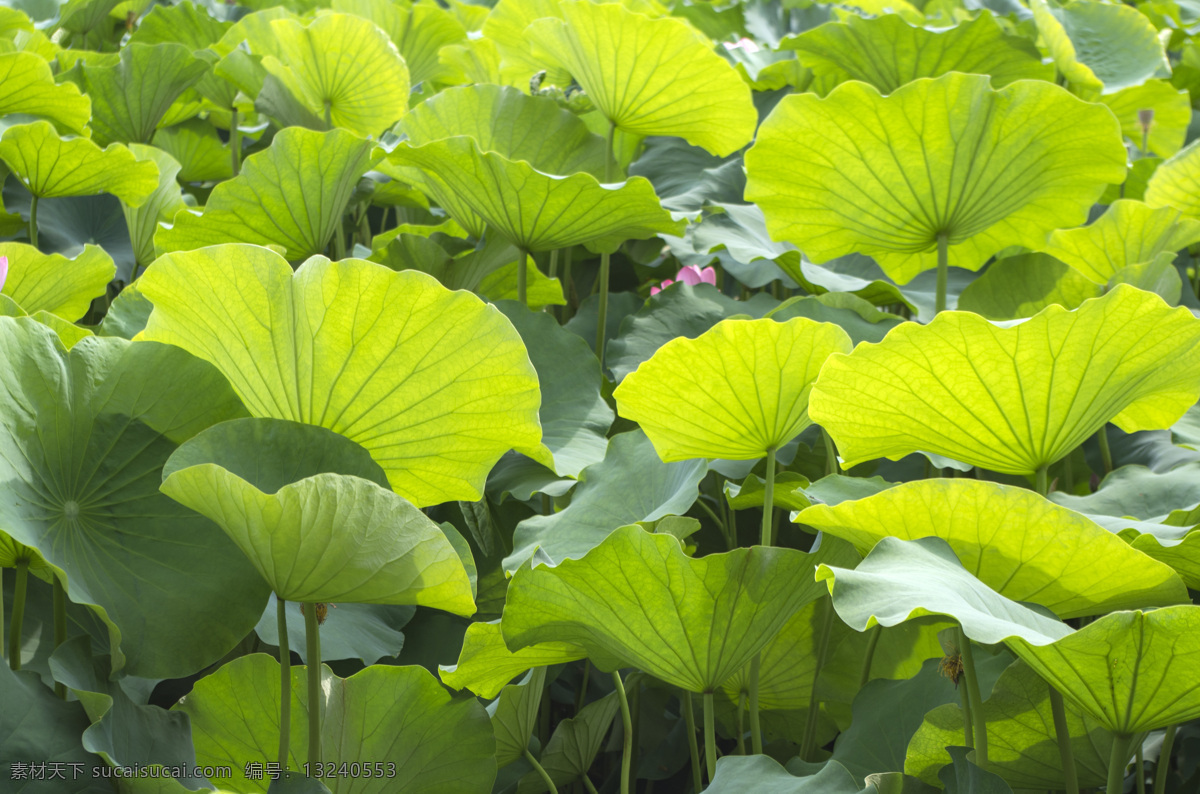 荷叶 荷塘 荷花 莲花 莲叶 花草 荷花池 公园 荷叶背景 田园风光 绿色背景 水生植物 挺水植物 花语 花艺 园艺 生物世界 自然景观