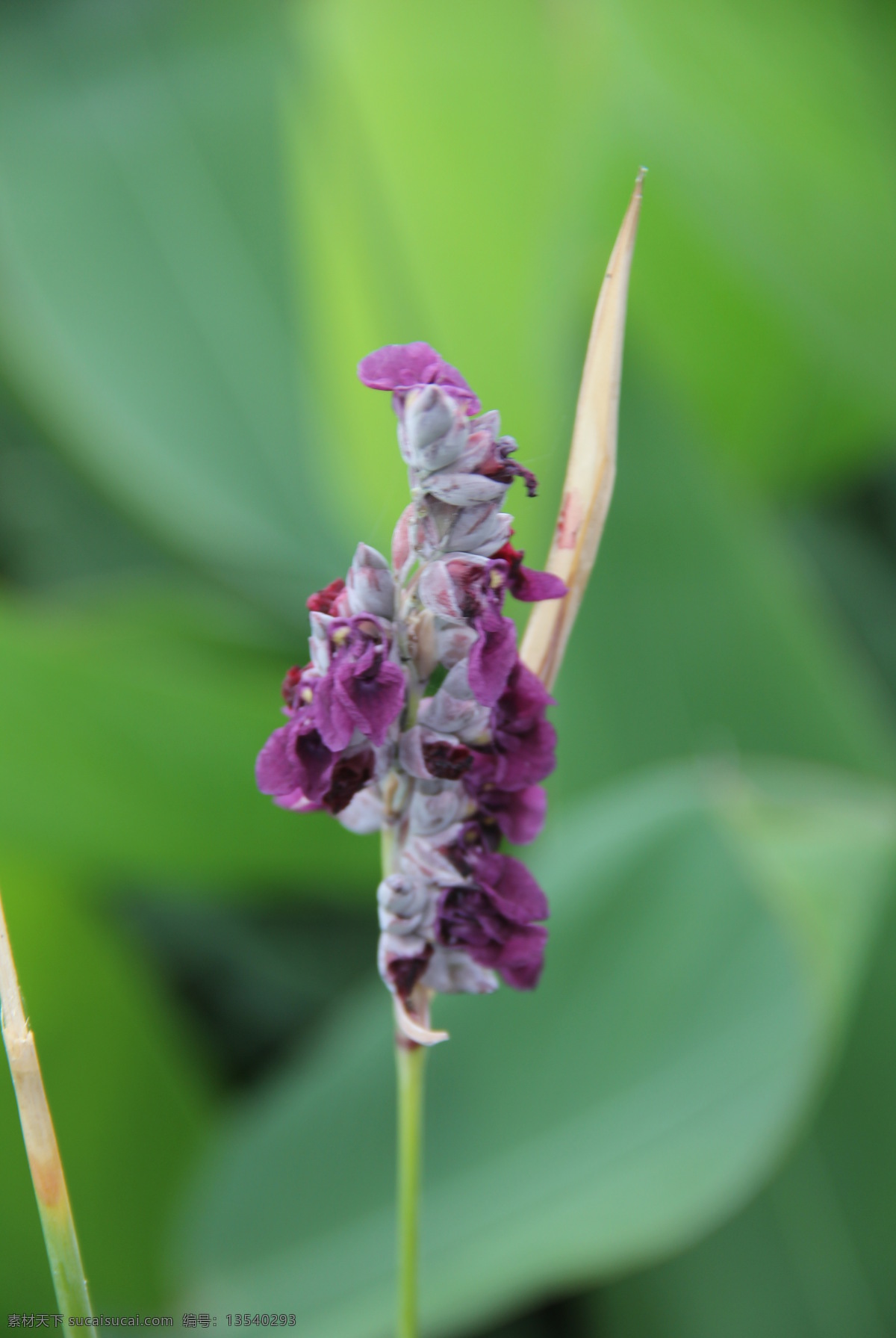 再力花 水竹芋 水莲蕉 塔利亚 挺水植物 花 漳州碧湖 生态园 漳州 碧湖生态园 生物世界 花草