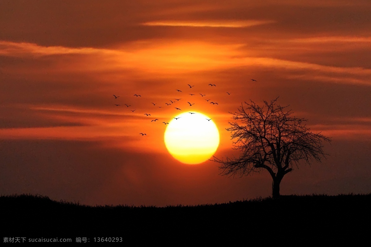 夕阳老树飞鸟 夕阳 树 鸟 自由 飞翔 日落 云彩 明天 进步 希望 励志 自然风光 自然景观 自然风景