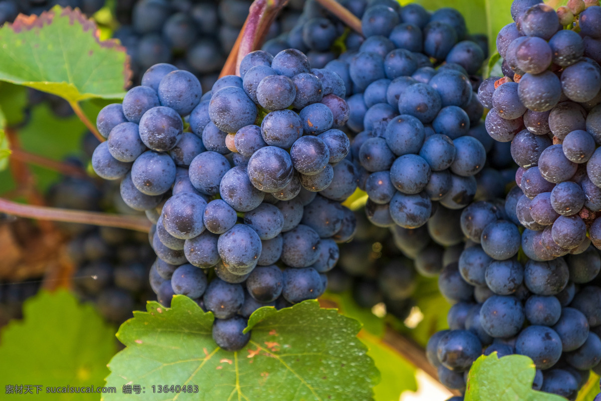 鲜果 吐鲁番葡萄 新疆葡萄 水晶葡萄 大葡萄 葡萄园 葡萄地 种植业 有机水果 绿色水果 农产品 各类素材