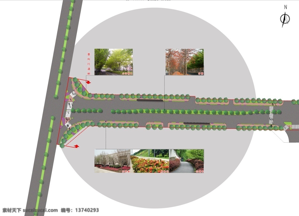 市政道路 道路 绿化 种植 意向植物 白色
