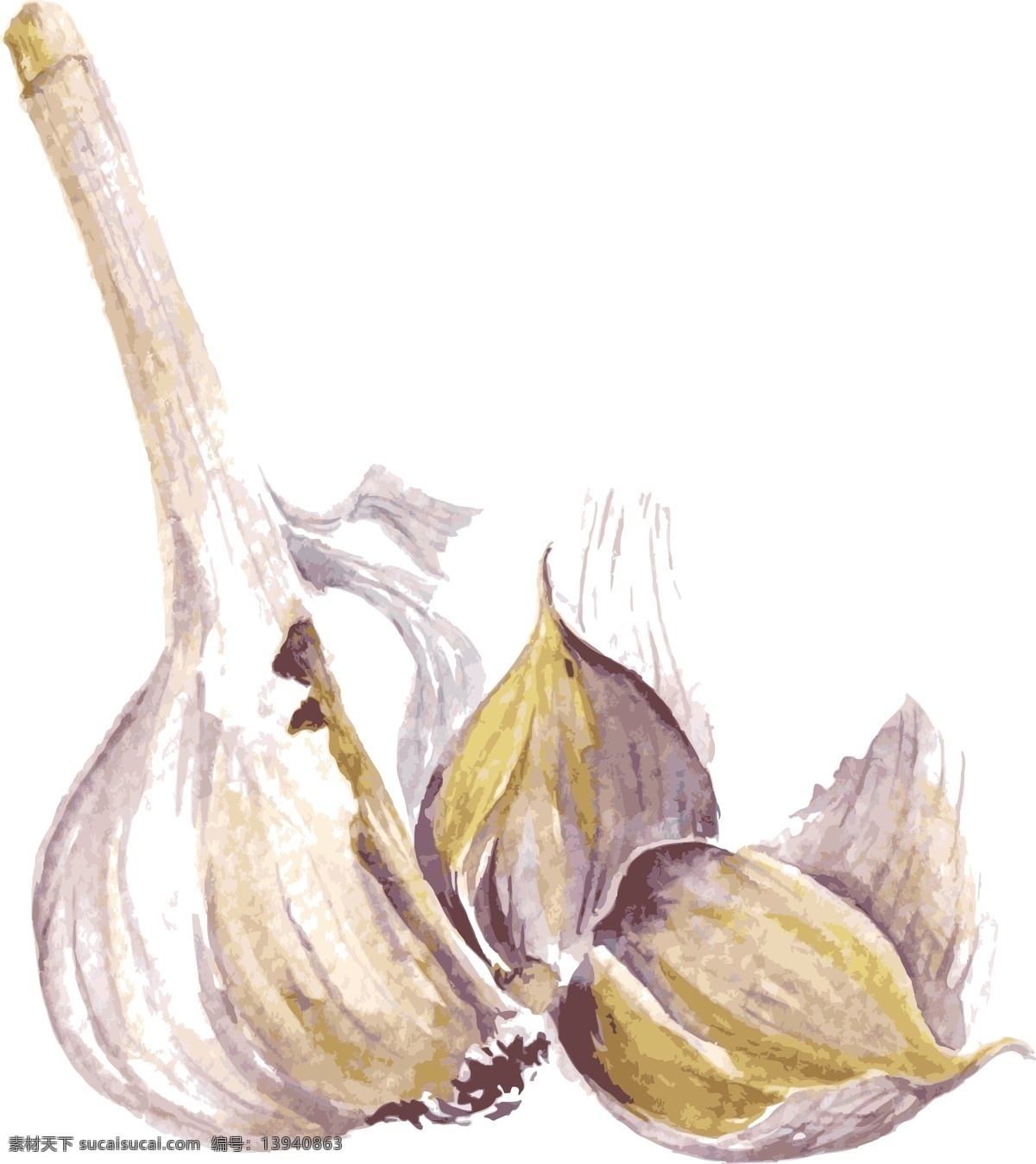 手绘 水彩 白色 大蒜 调味料 矢量 晒干的大蒜 卡通 调料