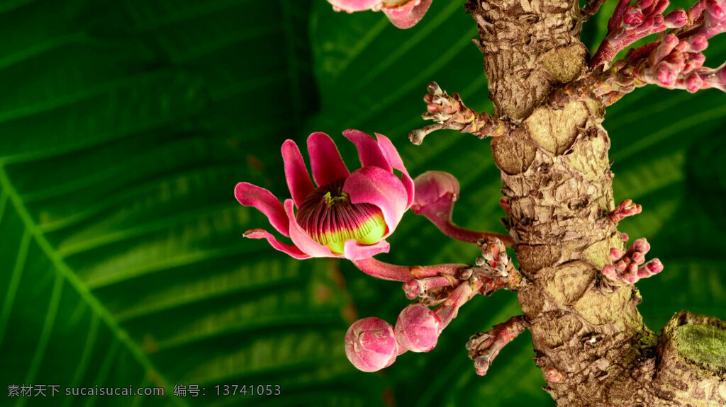 花 视频 实拍生活素材 自然实景 实拍生活场景 动态场景 视频素材 人文景观 实拍景观 实拍素材 mov 绿色
