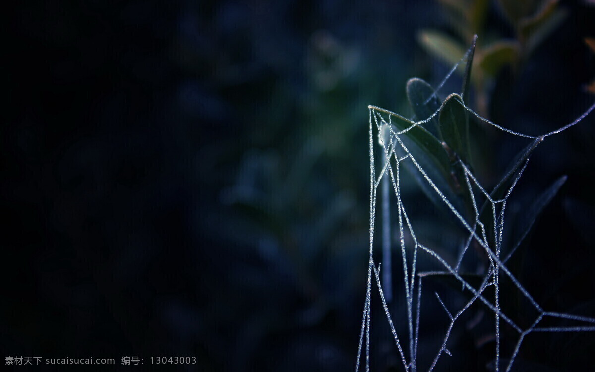 丝网 蜘蛛网 深色 黑色