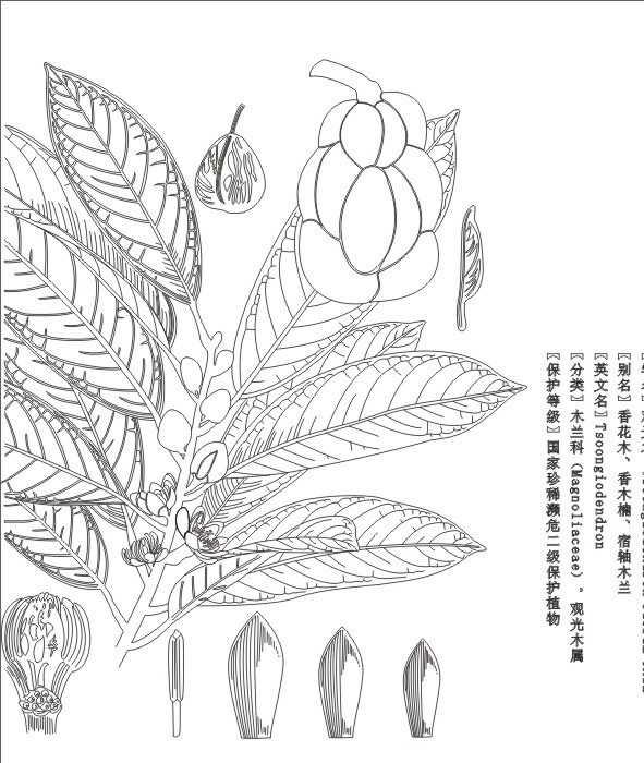 观光 木标 本白 描 观光木 标本 白描 珍惜植物 文化艺术 矢量