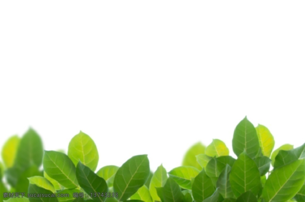绿植 叶子 树叶 绿色 绿叶 树枝 植物 枝叶 绿 自然 天然 自然风光 一片叶子 叶 自然景观