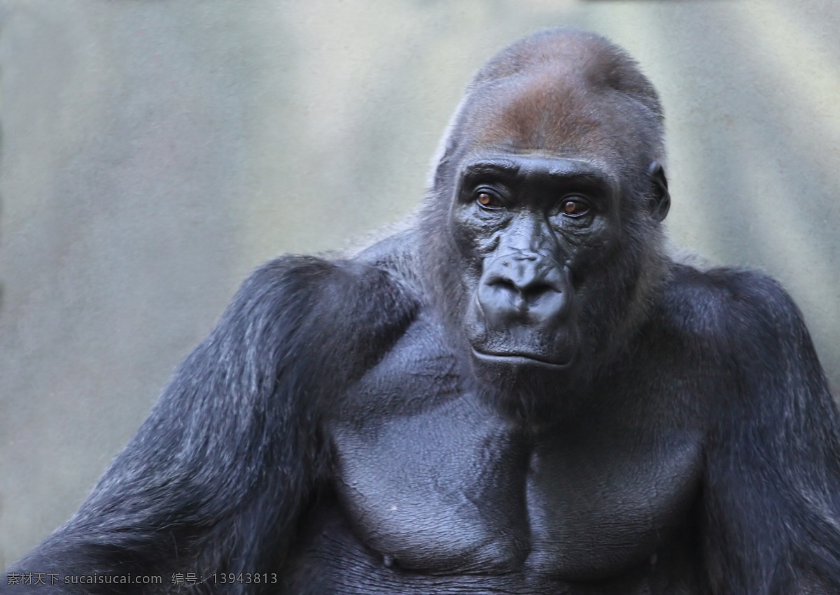 雄壮的猩猩 动物世界 动物摄影 陆地动物 生物世界 野生生物 黑色