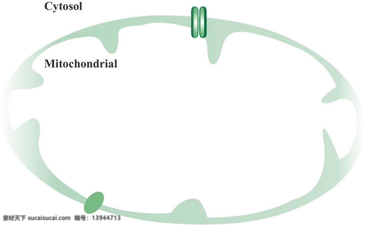 线粒体 人体 细胞结构 白色