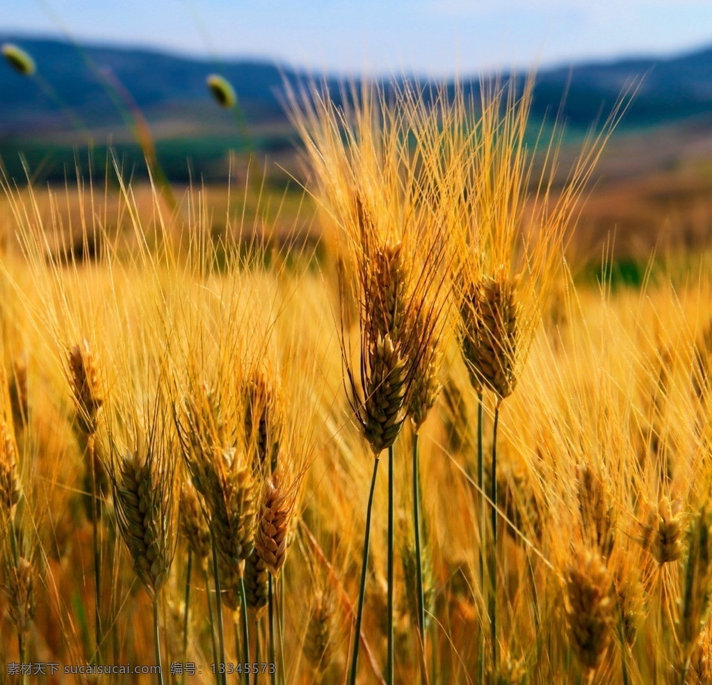 麦穗 小麦 麦子 大麦 高清 田园风光 自然景观