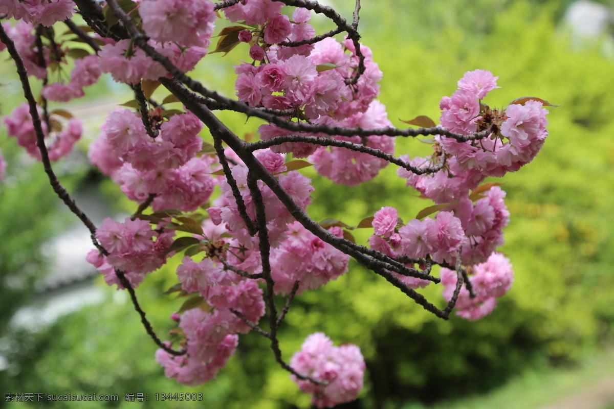 樱花 满园春色 花枝 玉渊潭樱花节 玉渊潭春色 树干 花朵 春色 花卉 花儿 花骨朵 花草 树枝 枝叶 园林景观 绿化景观 生物世界